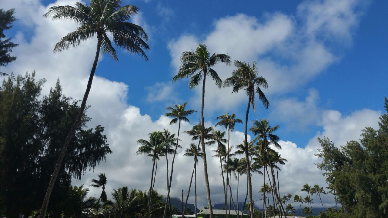 palmiers hawai